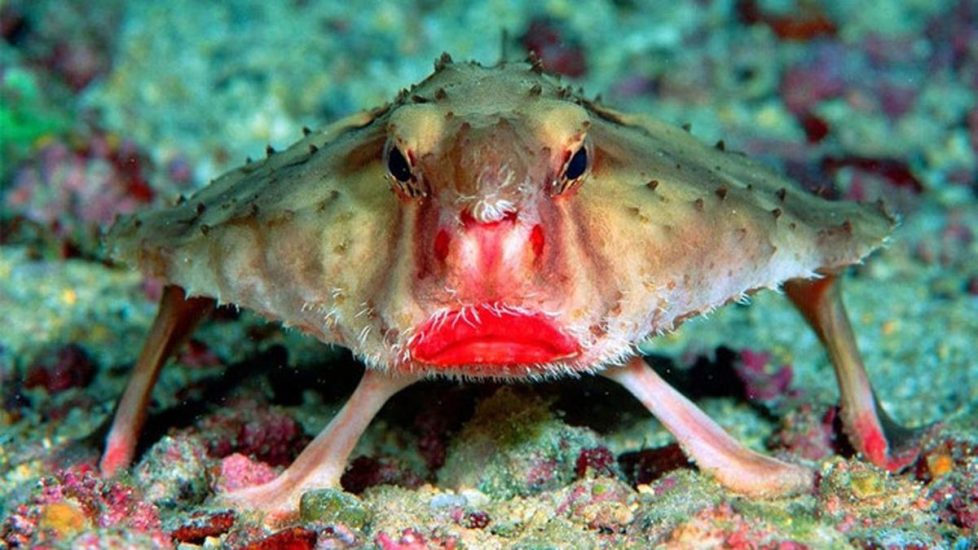 Kelelawar Berbibir Merah