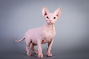 Sphynx