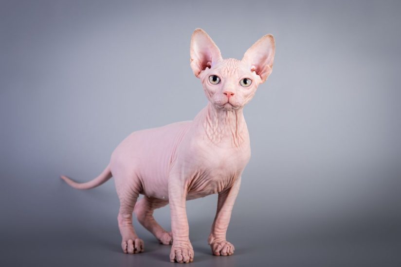 Sphynx