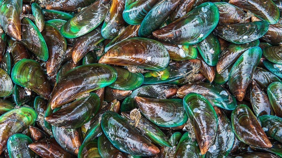 Kerang Sambal Ijo