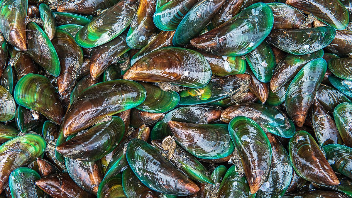 Kerang Sambal Ijo