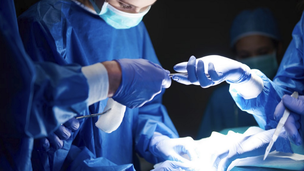 Cangkok Paru-paru Babi