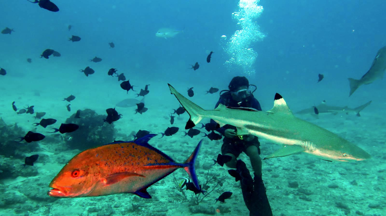 Pulau Morotai