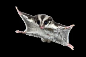 Sugar Glider