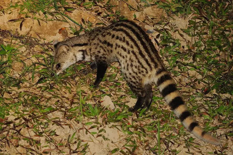Musang Congkok