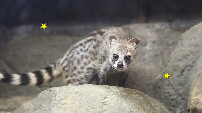 Musang Congkok