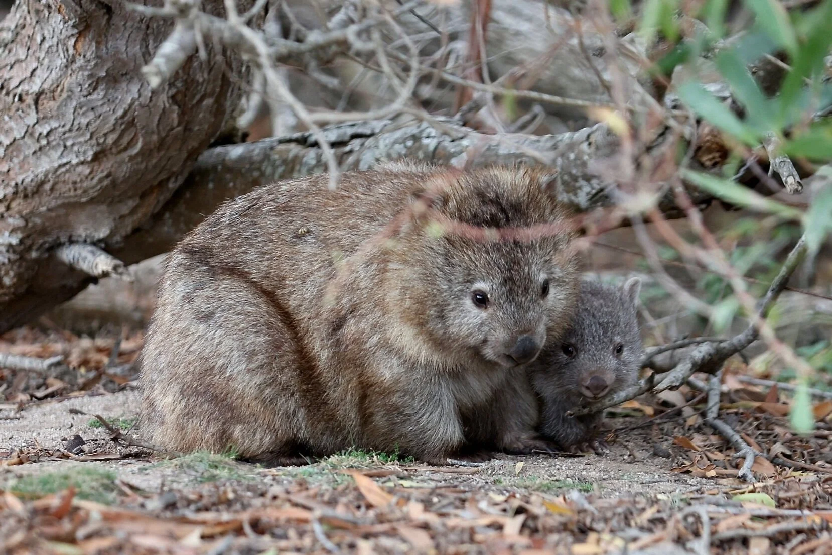 Wombat