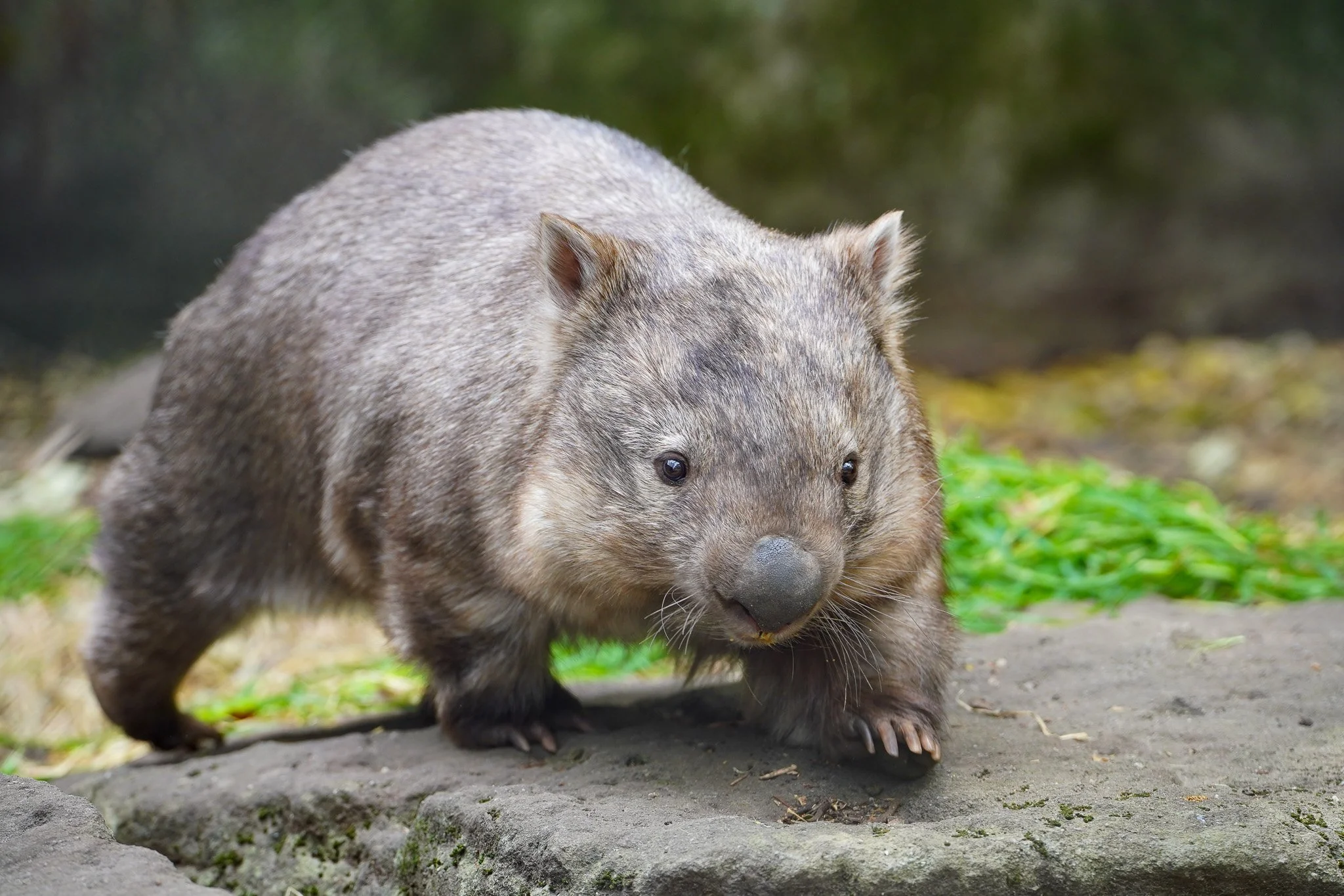 Wombat