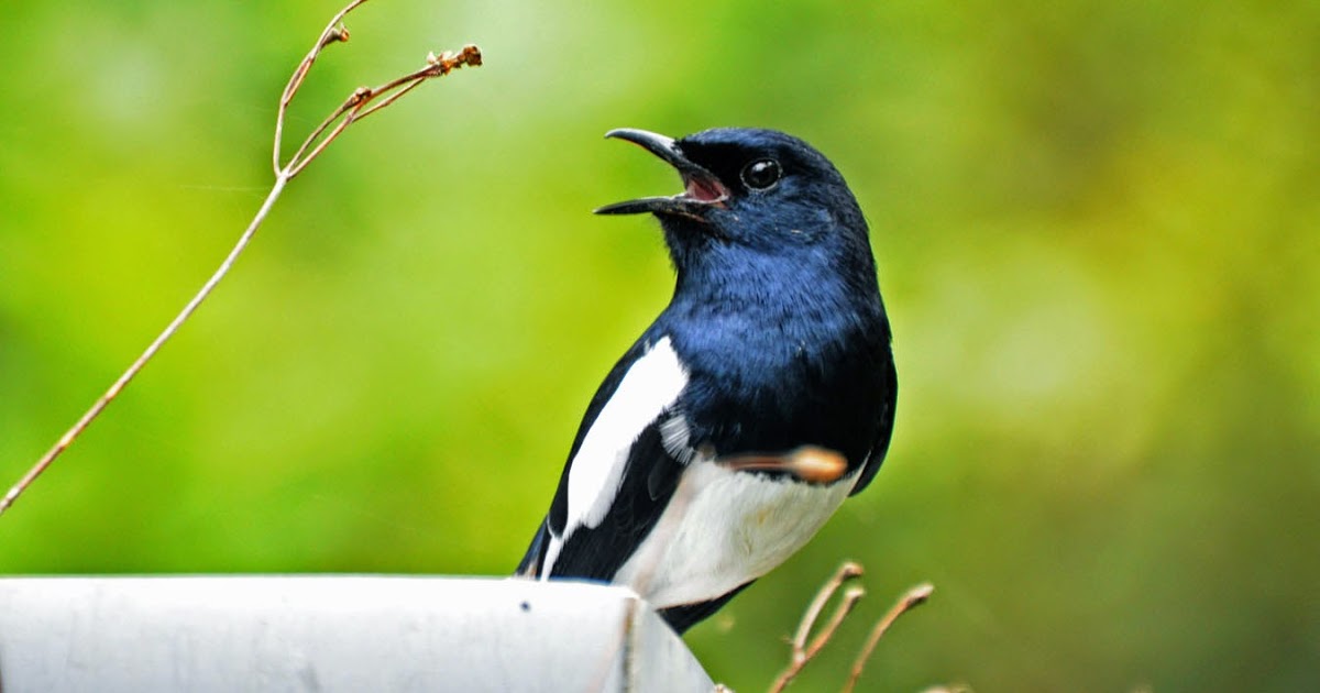 Jenis-Jenis Burung Kacer yang Populer