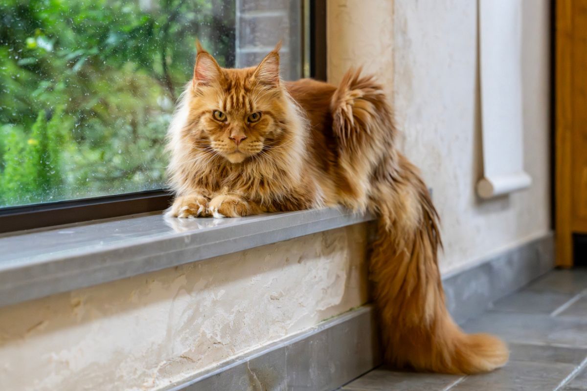 Maine Coon