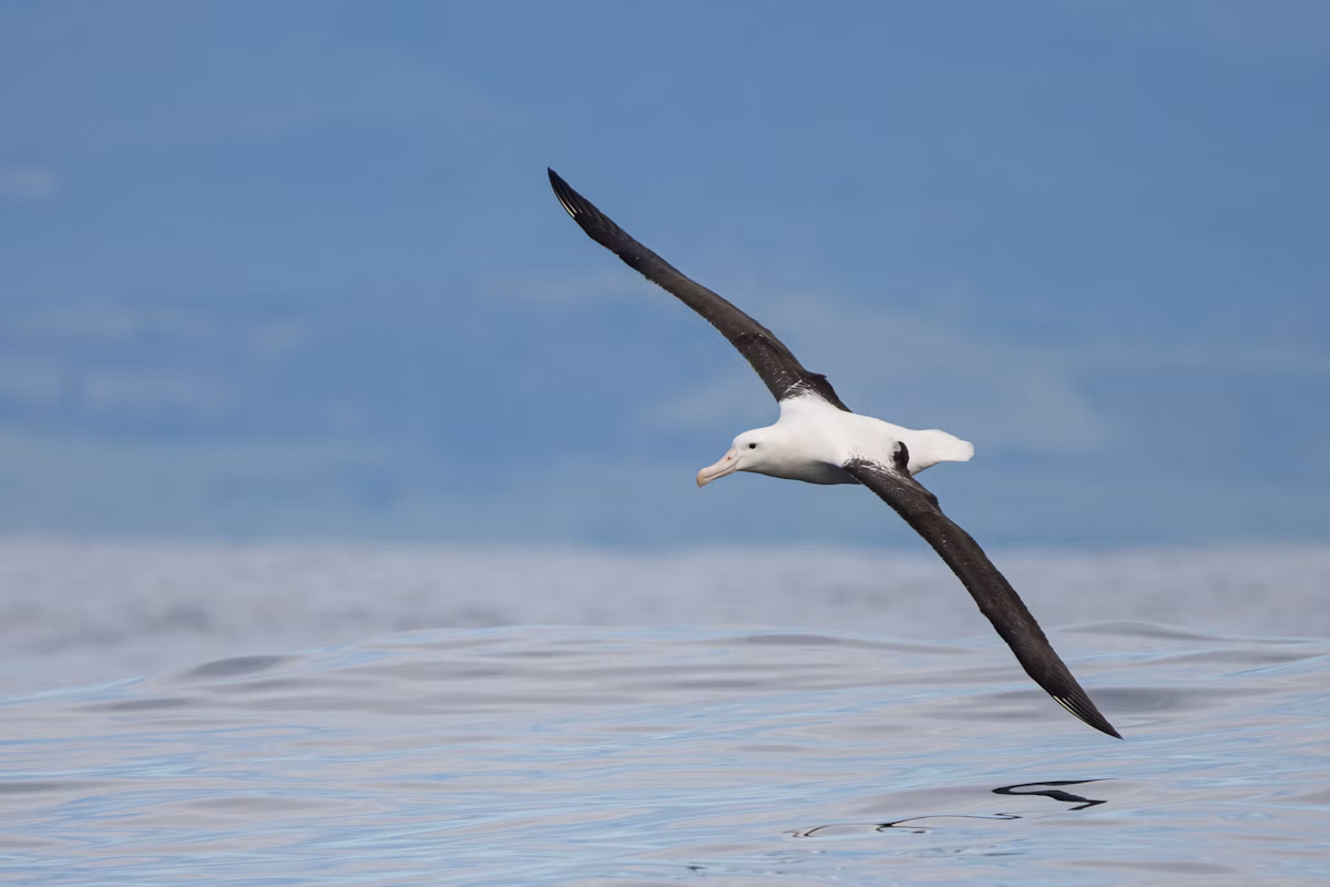 Royal Albatross