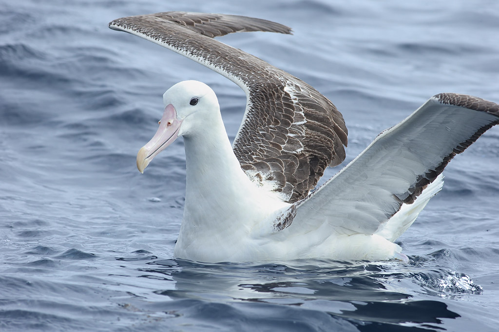 Struktur Sarang dan Kondisi Lingkungan yang Ideal