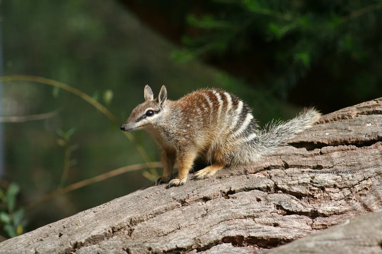 Habitat Numbat yang Semakin Terbatas