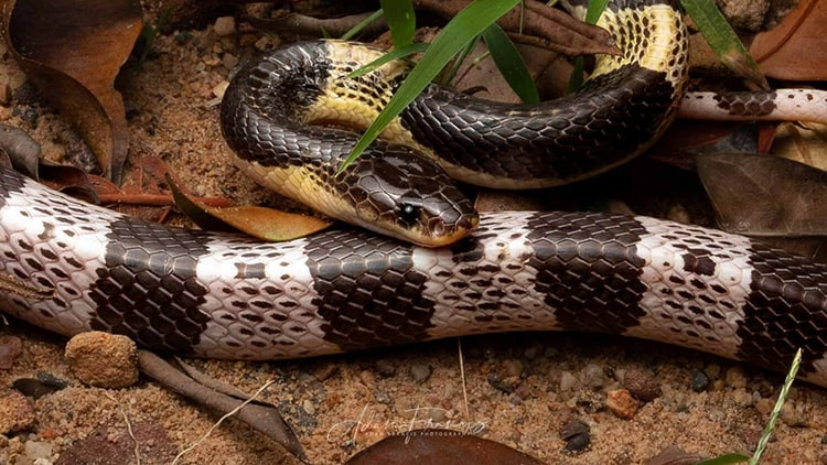 Kenapa Ular Krait Belang Sering Masuk Permukiman