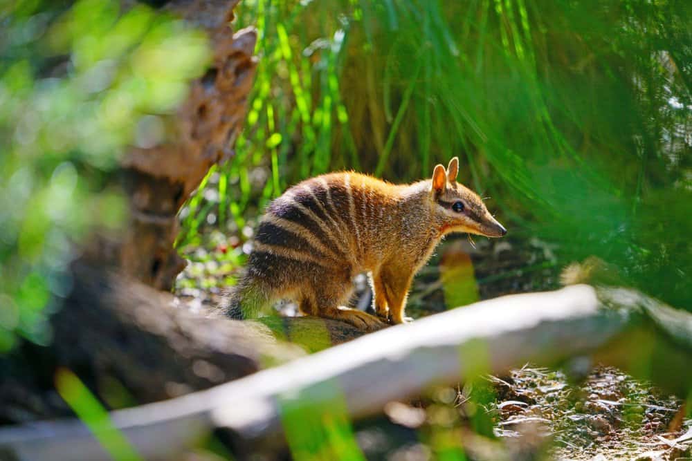 Mengenal Numbat dari Bentuk Tubuhnya