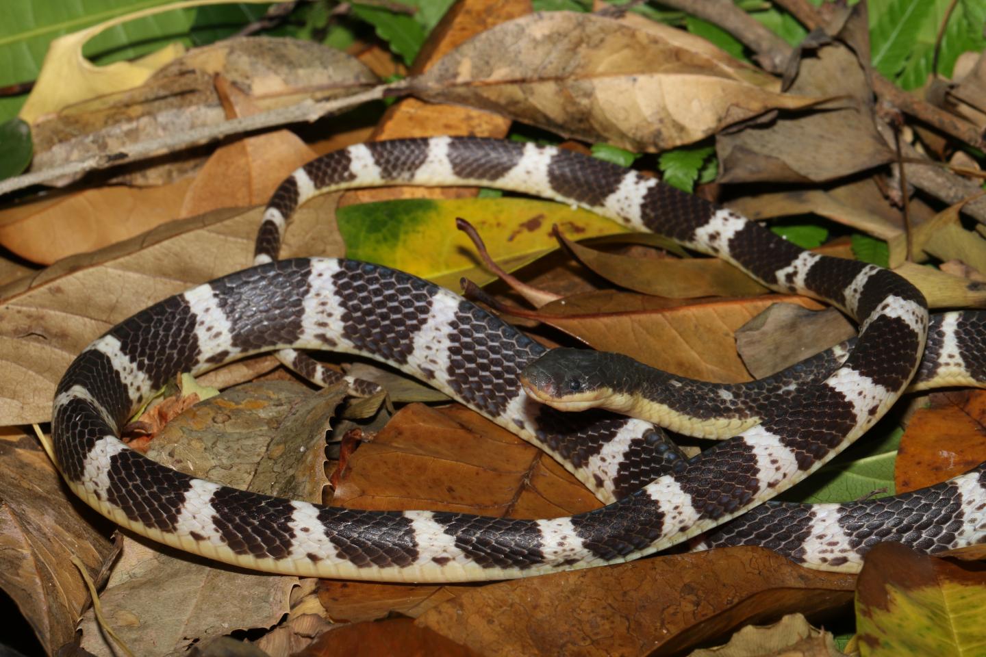 Mengenal Ular Krait Belang Lebih Dekat