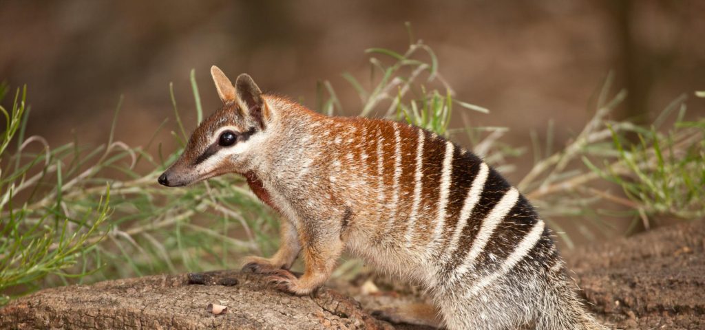 Numbat