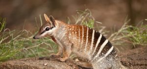 Numbat