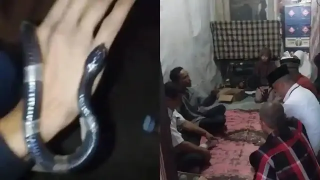 Ular Weling Gigit Pemuda