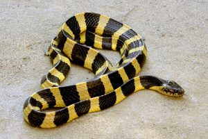 Ular Krait Belang