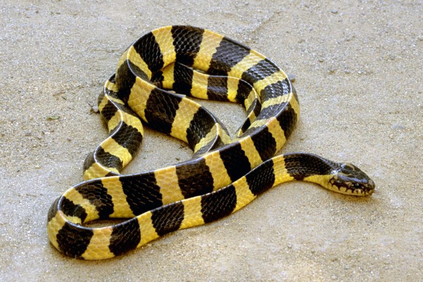 Ular Krait Belang