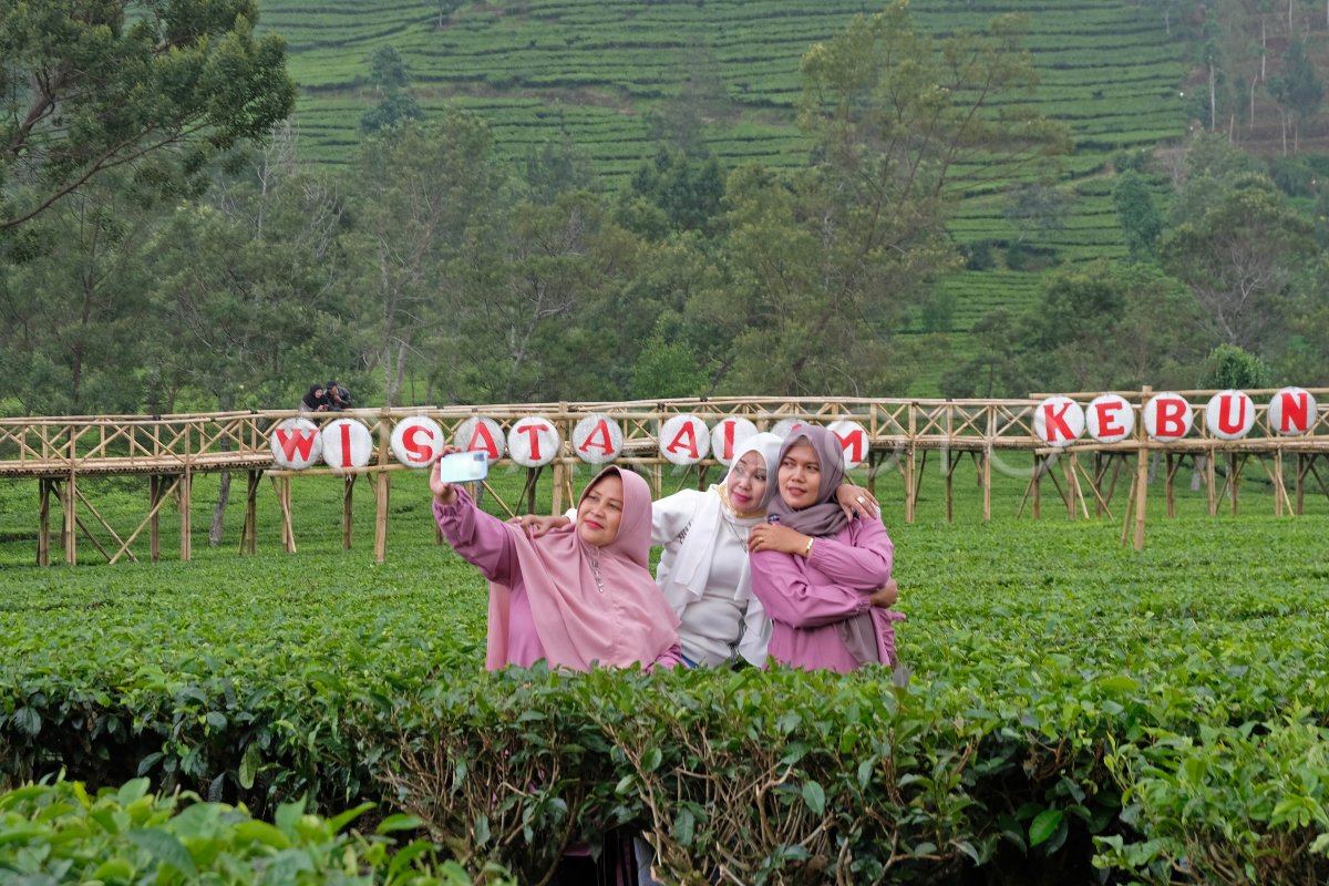 Kebun Teh Tambi