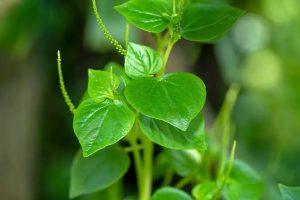 Daun Sirih Cina