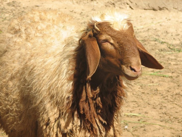 Domba Awassi
