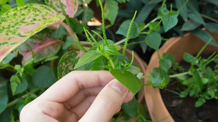 Kandungan Nutrisi Daun Sirih Cina yang Jarang Diketahui